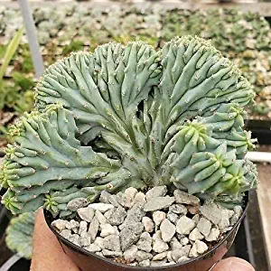 1 Crest Crested Elite Myrtillocactus geometrizans Cactus Succulent Live Plant