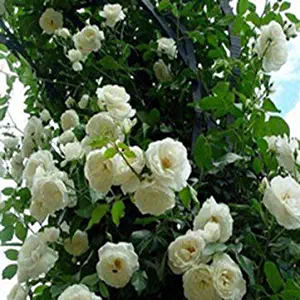 30pcs Bag Rose Flowers Climbing Rose Home Garden Vampire Rose Flowers Backyard Tree Rose