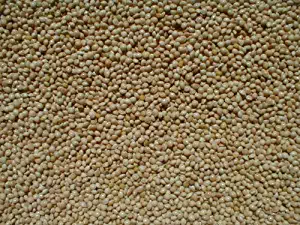 White Proso Millet Bird Seed