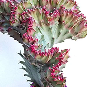 1 Euphorbia lactea Cristata Crest Grafted Live Plant (Medium Crown)