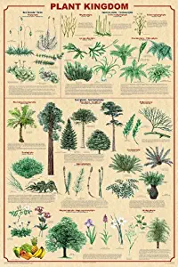  Plant Kingdom Educational Scientific Art Print Poster, 24X36 