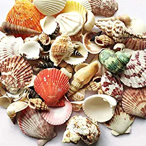 Sea Shells Mixed Beach Seashells, Colorful Natural Seashells Perfect Accents for Candle Making，Home Decorations, Beach Theme Party Wedding Decor, DIY Crafts, Fish Tank and Vase Fillers (Style 1)